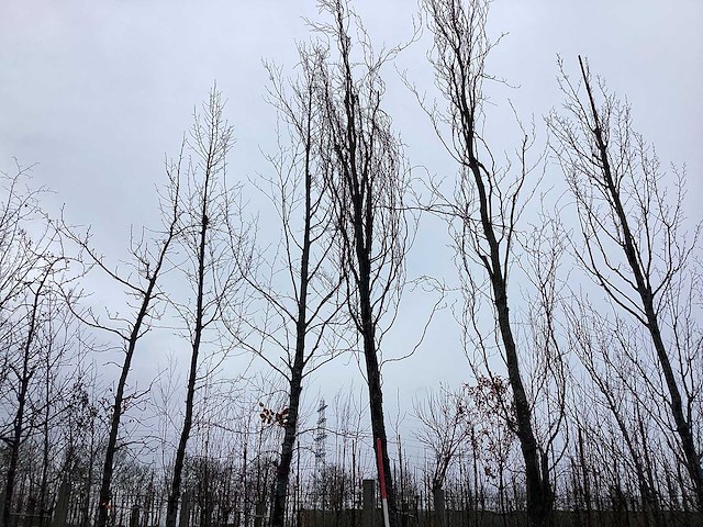 Gele zuilbeuk - vormboom - afbeelding 1 van  3