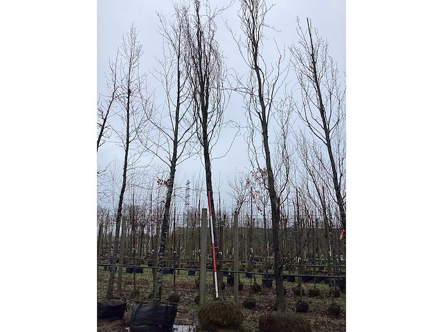 Gele zuilbeuk - vormboom - afbeelding 2 van  3