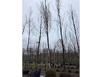 Gele zuilbeuk - vormboom - afbeelding 2 van  3