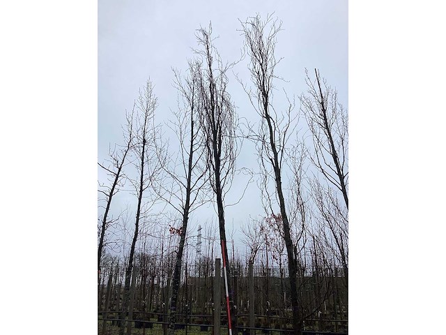 Gele zuilbeuk - vormboom - afbeelding 3 van  3