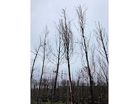 Gele zuilbeuk - vormboom - afbeelding 3 van  3