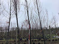 Gele zuilbeuk - vormboom - afbeelding 1 van  3