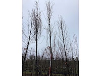 Gele zuilbeuk - vormboom - afbeelding 2 van  3