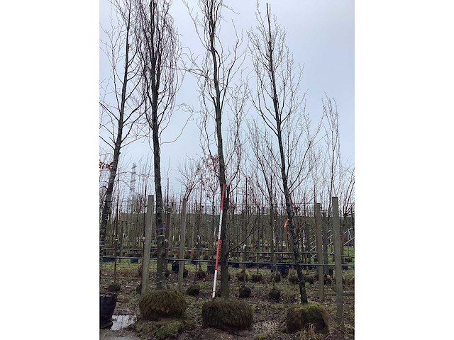 Gele zuilbeuk - vormboom - afbeelding 3 van  3