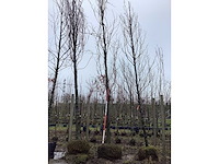 Gele zuilbeuk - vormboom - afbeelding 3 van  3