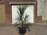 Geleipalm - butia capitata - hoogte ca. 180 cm - afbeelding 1 van  2
