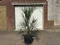 Geleipalm - butia capitata - hoogte ca. 200 cm