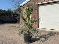 Geleipalm - butia capitata - hoogte ca. 200 cm - afbeelding 2 van  4