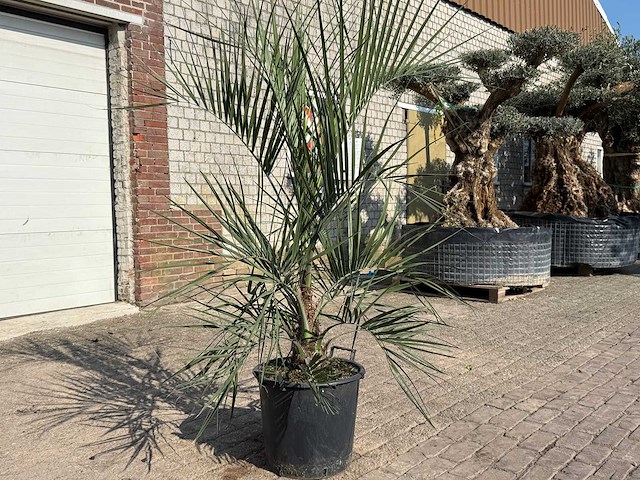 Geleipalm - butia capitata - hoogte ca. 200 cm - afbeelding 3 van  4