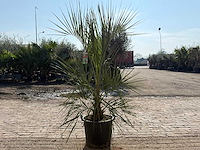 Geleipalm - butia capitata - hoogte ca. 200 cm - afbeelding 4 van  4