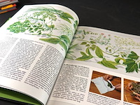 Gemuse - afbeelding 5 van  5
