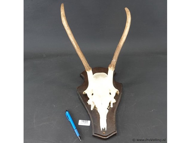 Gewei edelhert met kaak - afbeelding 1 van  5