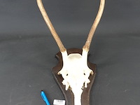 Gewei edelhert met kaak - afbeelding 1 van  5