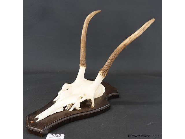 Gewei edelhert met kaak - afbeelding 2 van  5