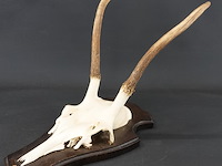 Gewei edelhert met kaak - afbeelding 2 van  5
