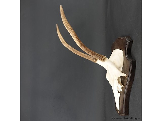 Gewei edelhert met kaak - afbeelding 3 van  5
