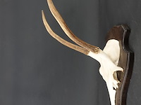 Gewei edelhert met kaak - afbeelding 3 van  5