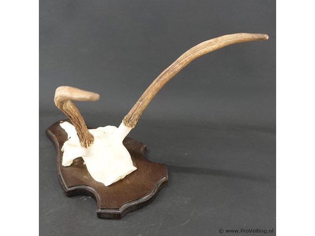 Gewei edelhert met kaak - afbeelding 4 van  5