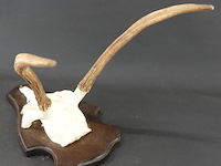 Gewei edelhert met kaak - afbeelding 4 van  5