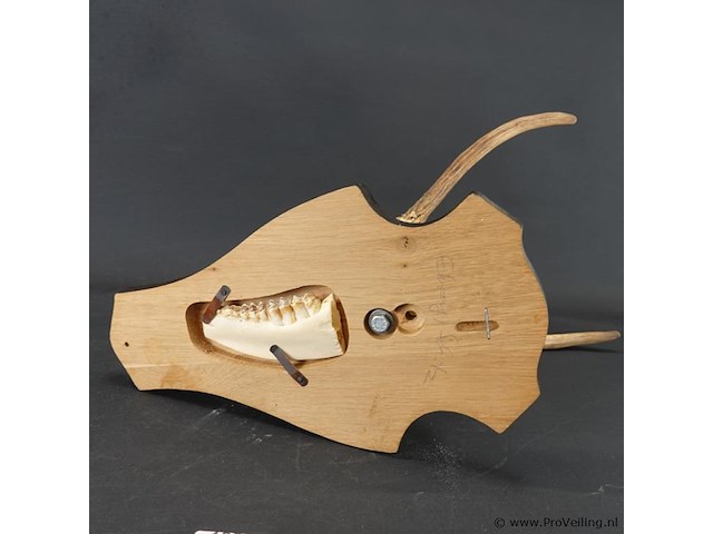 Gewei edelhert met kaak - afbeelding 5 van  5