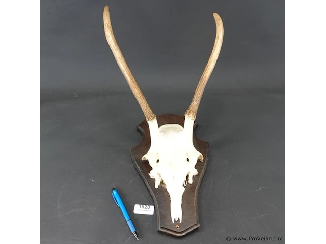 Gewei edelhert met kaak - afbeelding 1 van  5