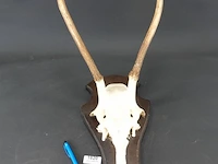 Gewei edelhert met kaak