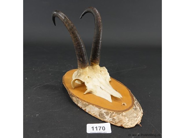 Gewei van een gemsbok op houten schild - afbeelding 1 van  5