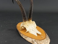 Gewei van een gemsbok op houten schild - afbeelding 1 van  5