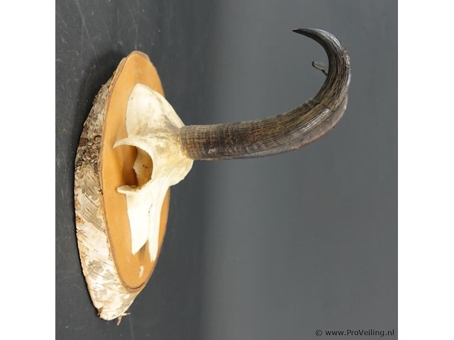 Gewei van een gemsbok op houten schild - afbeelding 2 van  5