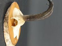 Gewei van een gemsbok op houten schild - afbeelding 2 van  5