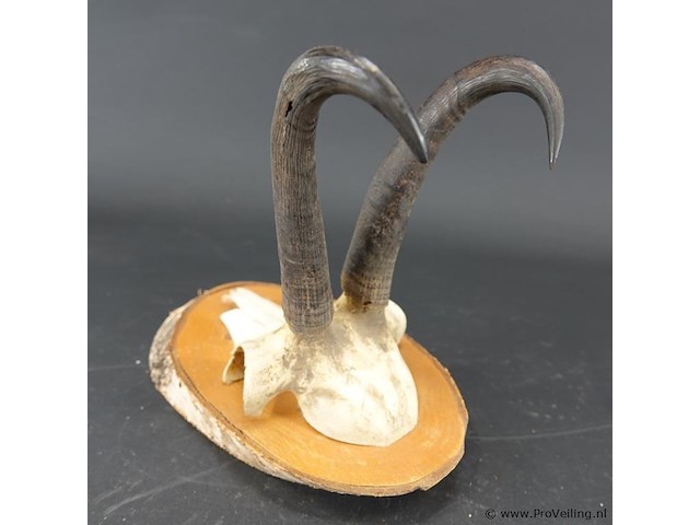 Gewei van een gemsbok op houten schild - afbeelding 4 van  5