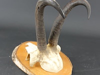 Gewei van een gemsbok op houten schild - afbeelding 4 van  5