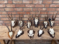Geweien (11x) - afbeelding 1 van  4