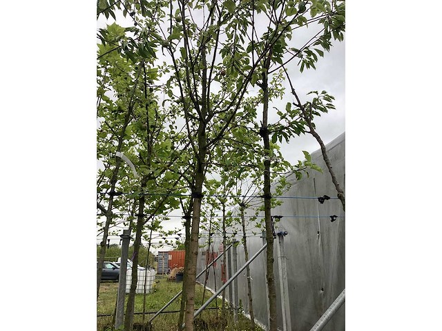 Gewone appelboom - vrucht- / fruitboom - afbeelding 2 van  2
