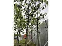 Gewone appelboom - vrucht- / fruitboom - afbeelding 2 van  2