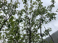 Gewone appelboom - vrucht- / fruitboom - afbeelding 1 van  2