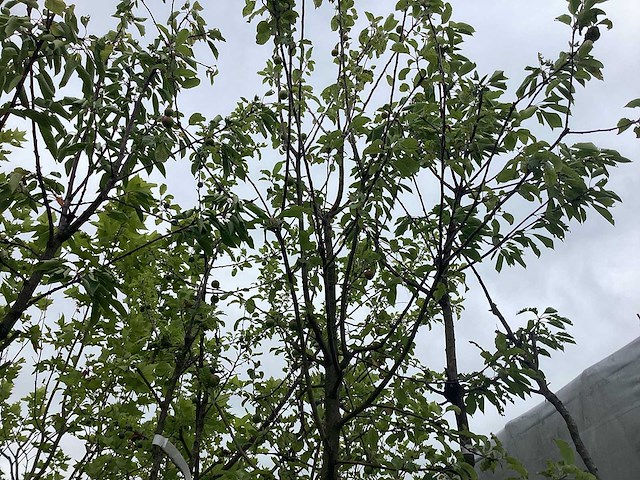 Gewone appelboom - vrucht- / fruitboom - afbeelding 1 van  2