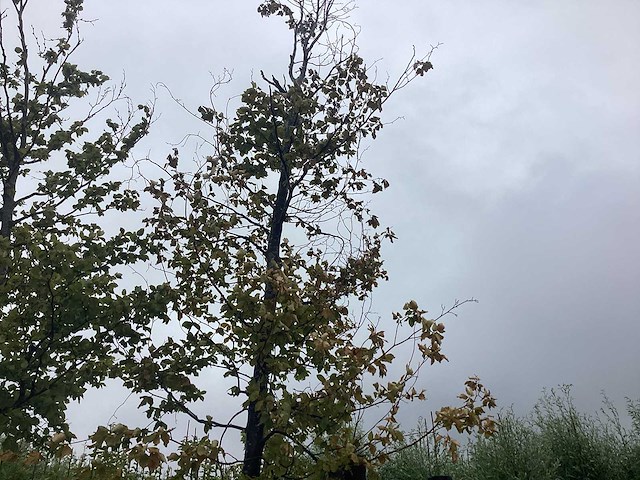 Gewone beuk - sierboom - afbeelding 1 van  2