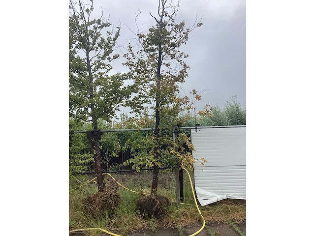 Gewone beuk - sierboom - afbeelding 2 van  2