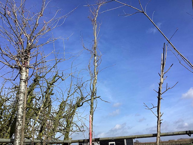 Gewone esdoorn - vormboom - afbeelding 1 van  2