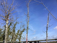 Gewone esdoorn - vormboom - afbeelding 1 van  2