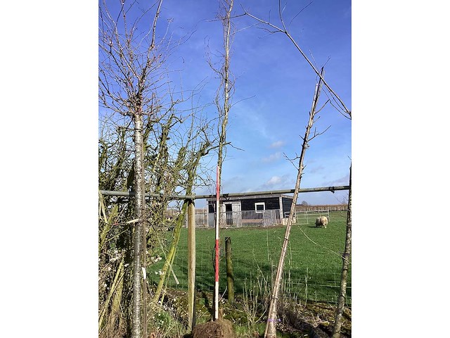 Gewone esdoorn - vormboom - afbeelding 2 van  2