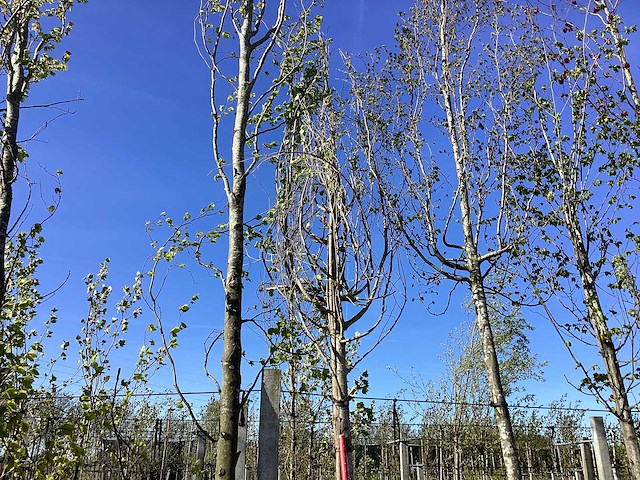 Gewone liguster - avenue trees - afbeelding 1 van  2