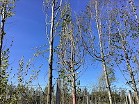 Gewone liguster - avenue trees - afbeelding 1 van  2