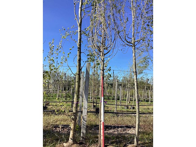 Gewone liguster - avenue trees - afbeelding 2 van  2