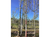 Gewone liguster - avenue trees - afbeelding 2 van  2