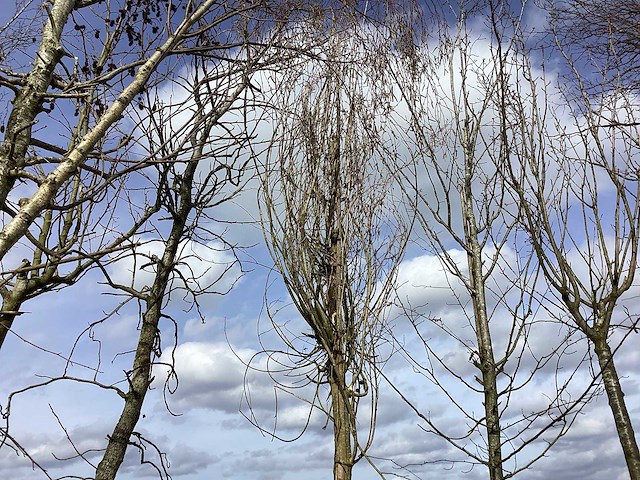 Gewone liguster - vormboom - afbeelding 1 van  2