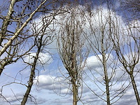 Gewone liguster - vormboom - afbeelding 1 van  2