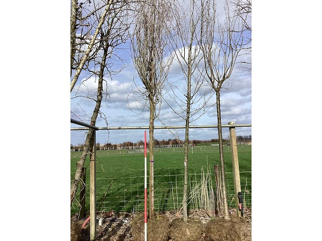 Gewone liguster - vormboom - afbeelding 2 van  2