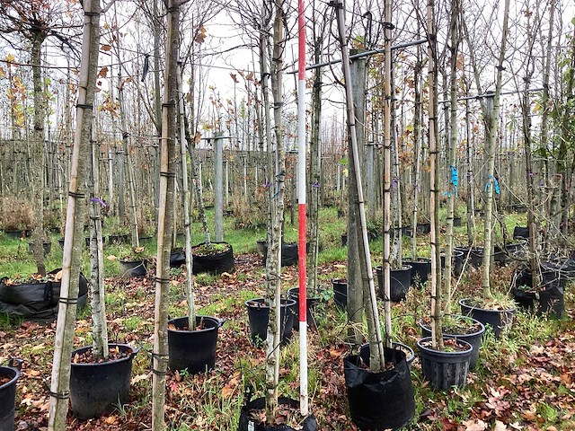 Gewone magnolia - sierboom - afbeelding 1 van  3